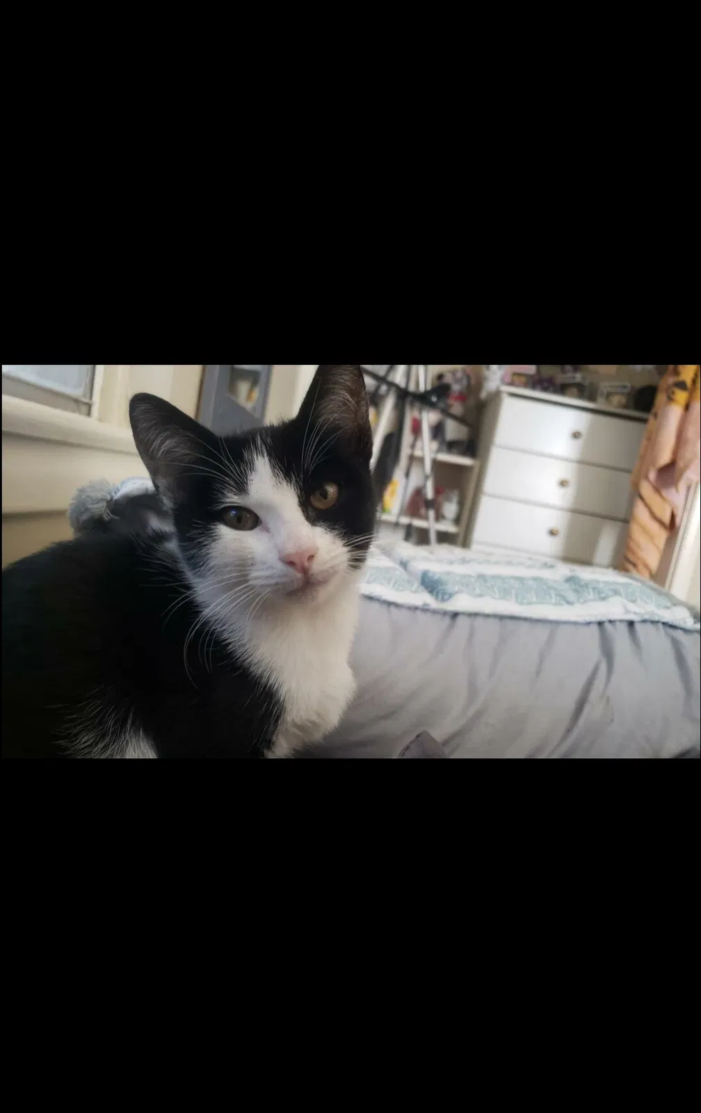 Lost cat in San Antonio, TX, 78219