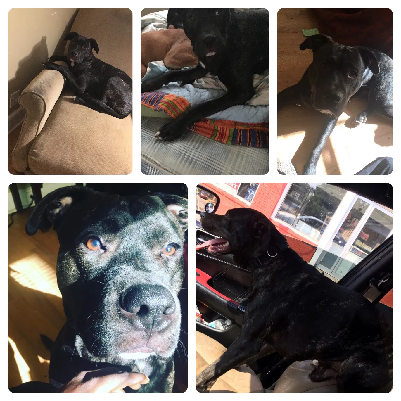 Lost dog in Atlanta, GA, 30311