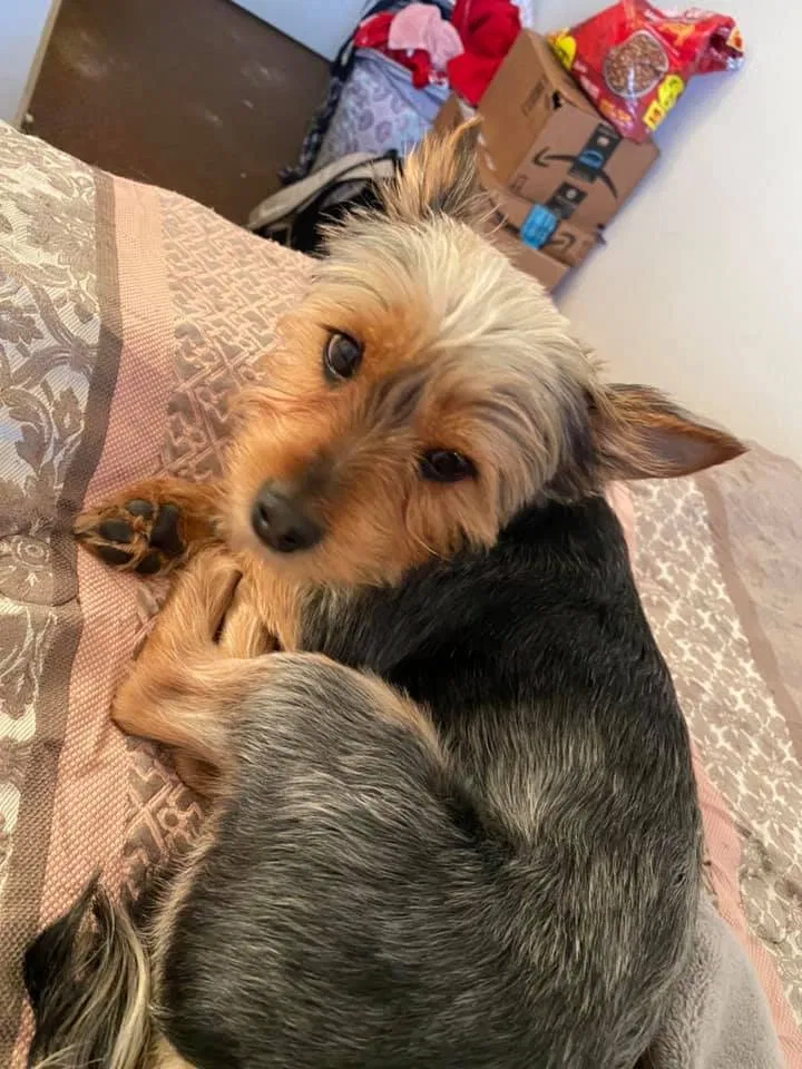 Lost dog in Morrow, GA, 30260