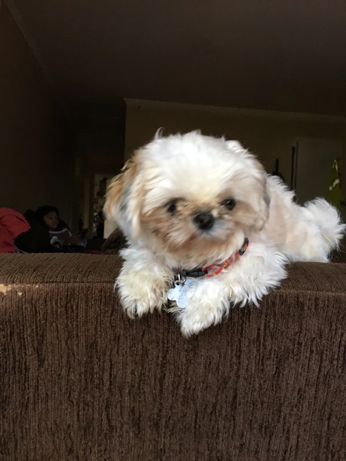 Lost dog in Smyrna, GA, 30080