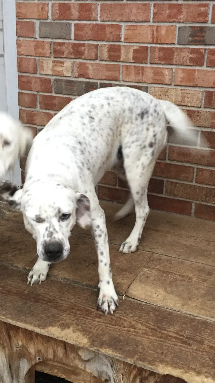 Lost dog in Tulsa, OK, 74135
