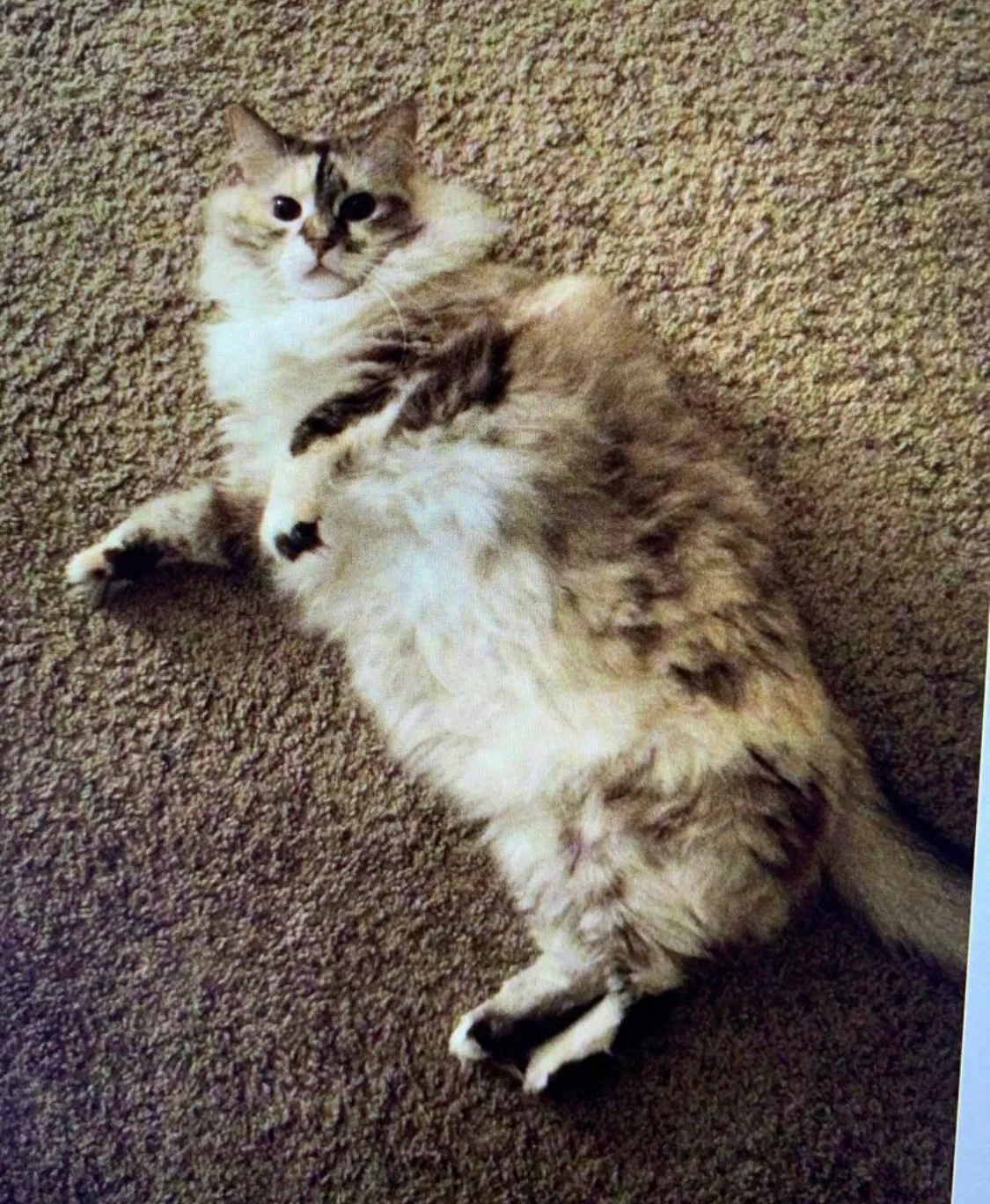 Lost cat in Tulsa, OK, 74105