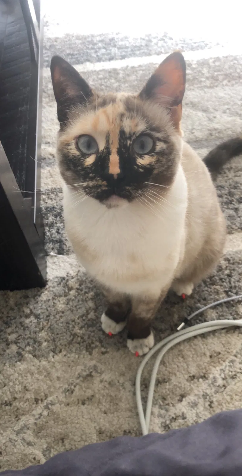 Lost cat in Tucson, AZ, 85711