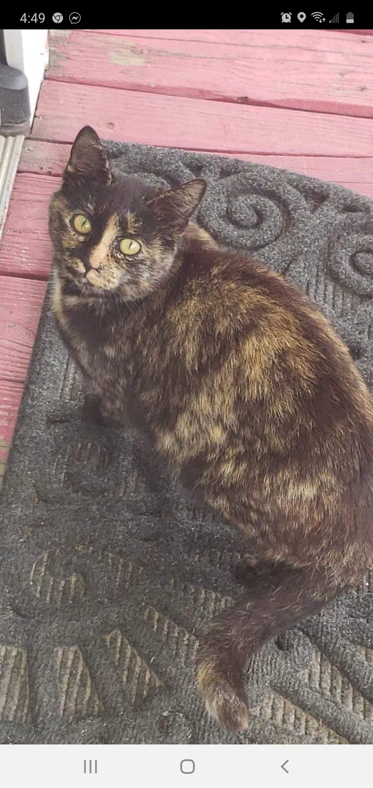 Lost cat in Piedmont, SC, 29673