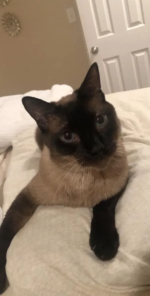 Lost cat in Knoxville, TN, 37938