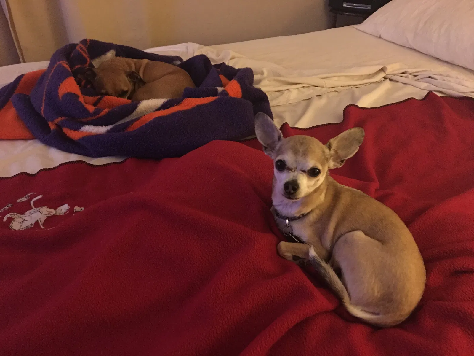 Lost dog in Scottsdale, AZ, 85259