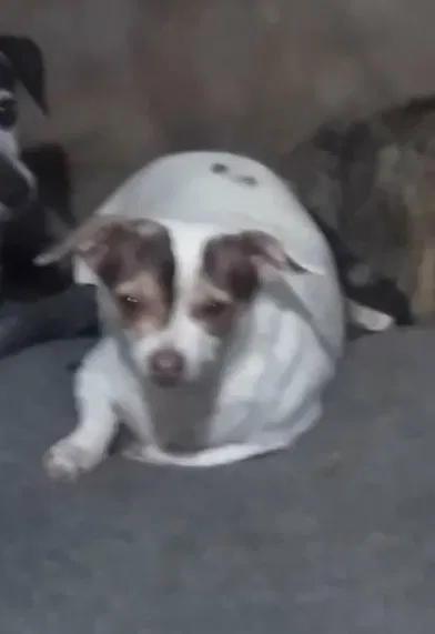 Lost dog in Denton, TX, 76207