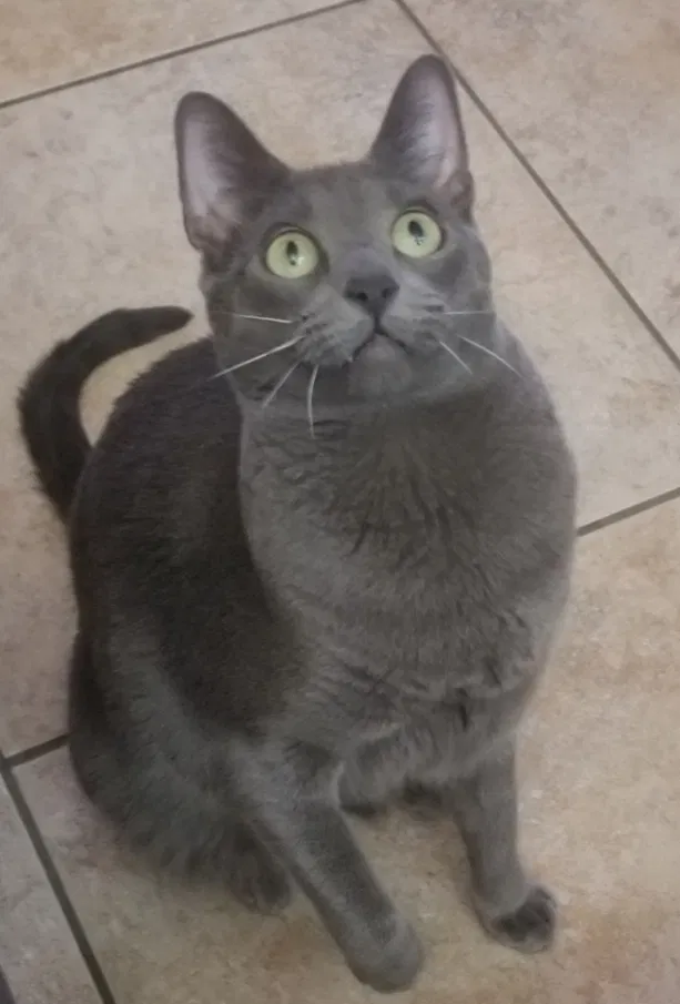 Lost cat in Tucson, AZ, 85710