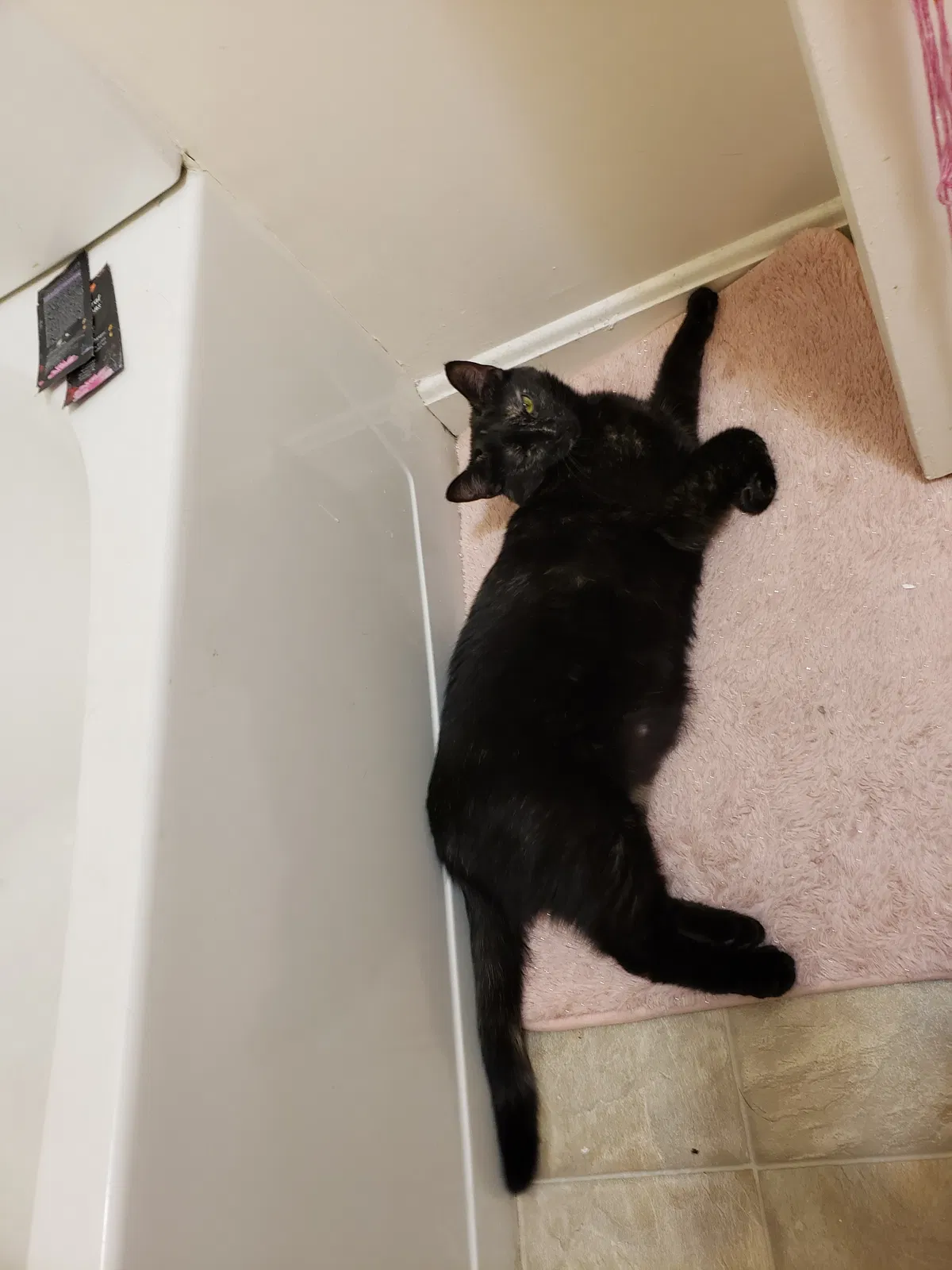 Lost cat in Cincinnati, OH, 45219