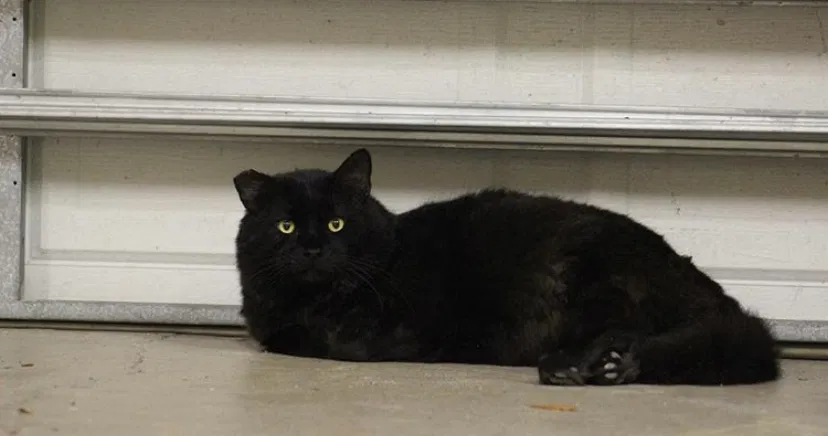 Lost cat in Lakeland, FL, 33813
