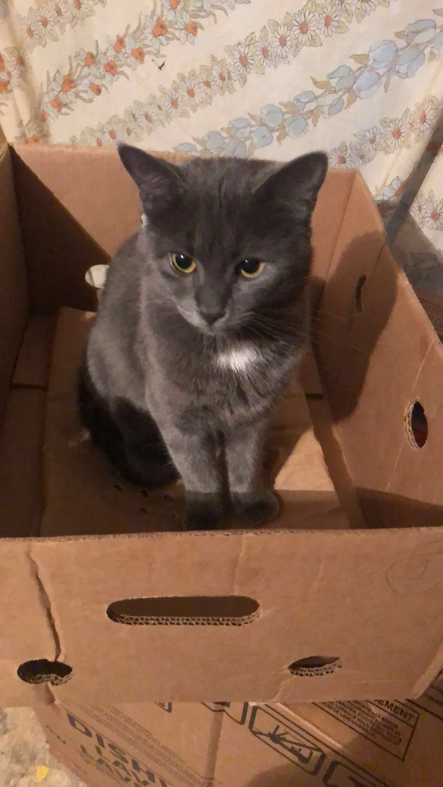 Lost cat in Heiskell, TN, 37754