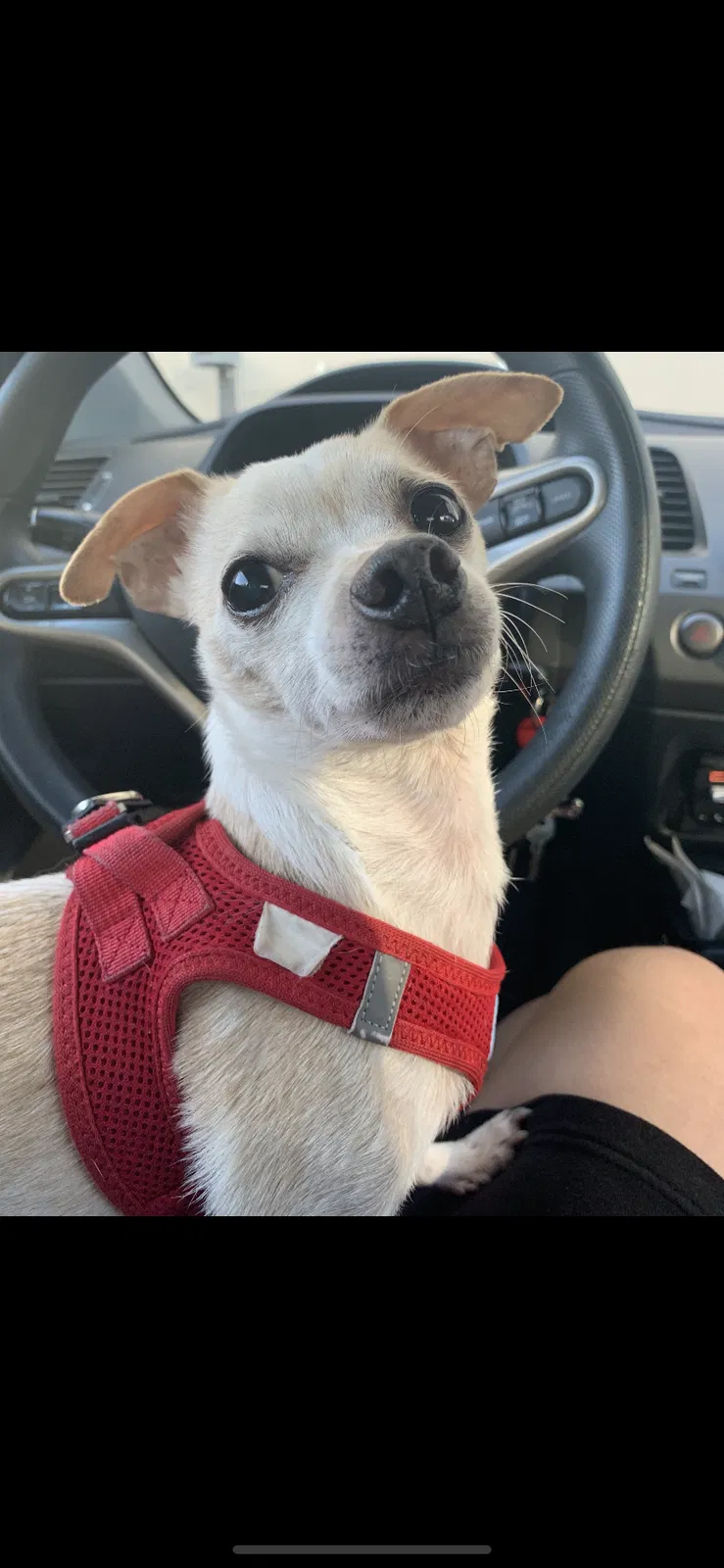 Lost dog in San Francisco, CA, 94123