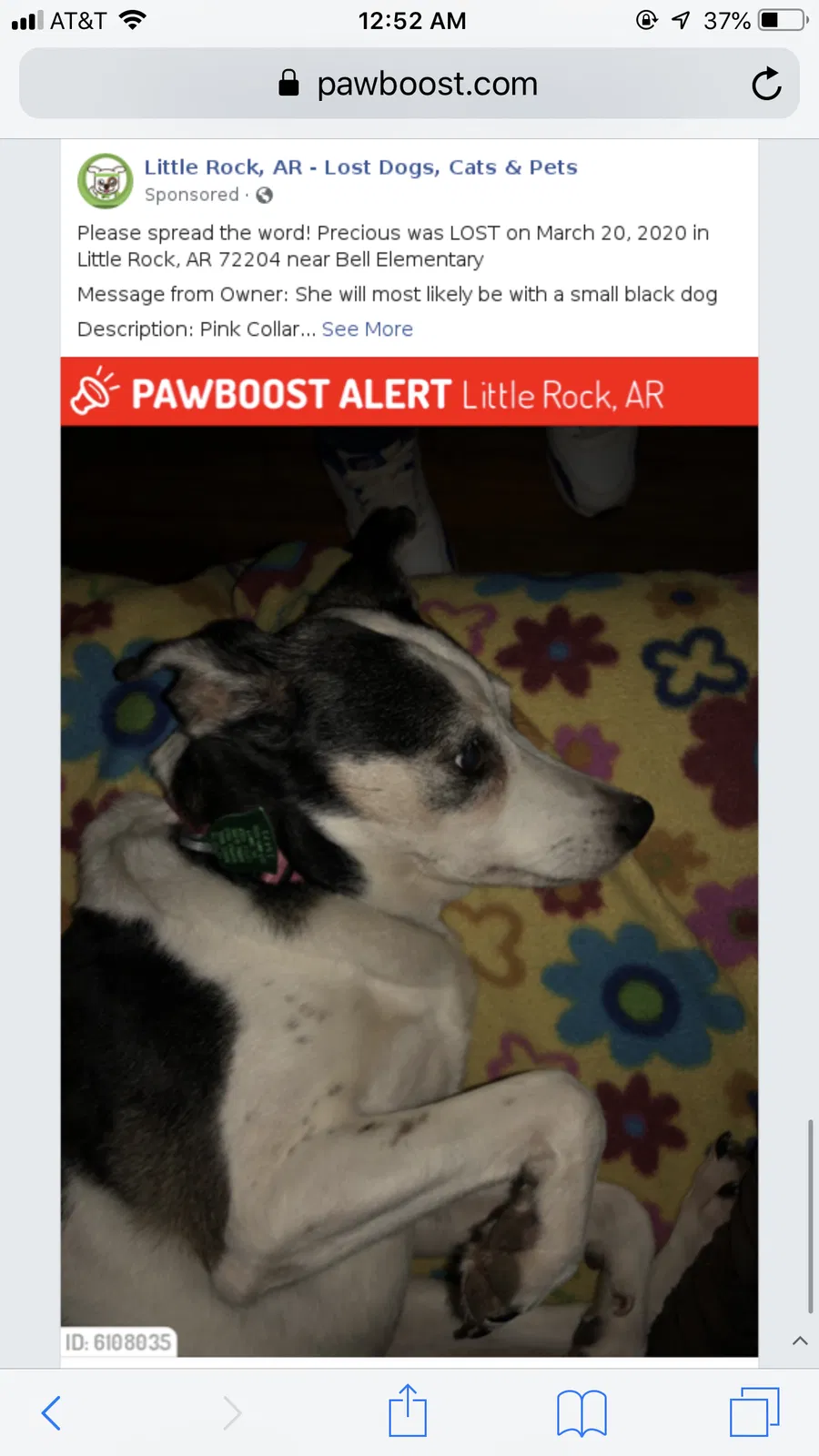 Lost dog in Little Rock, AR, 72204