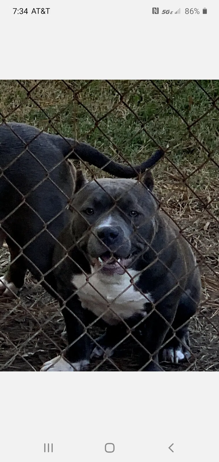 Lost dog in Winston Salem, NC, 27107