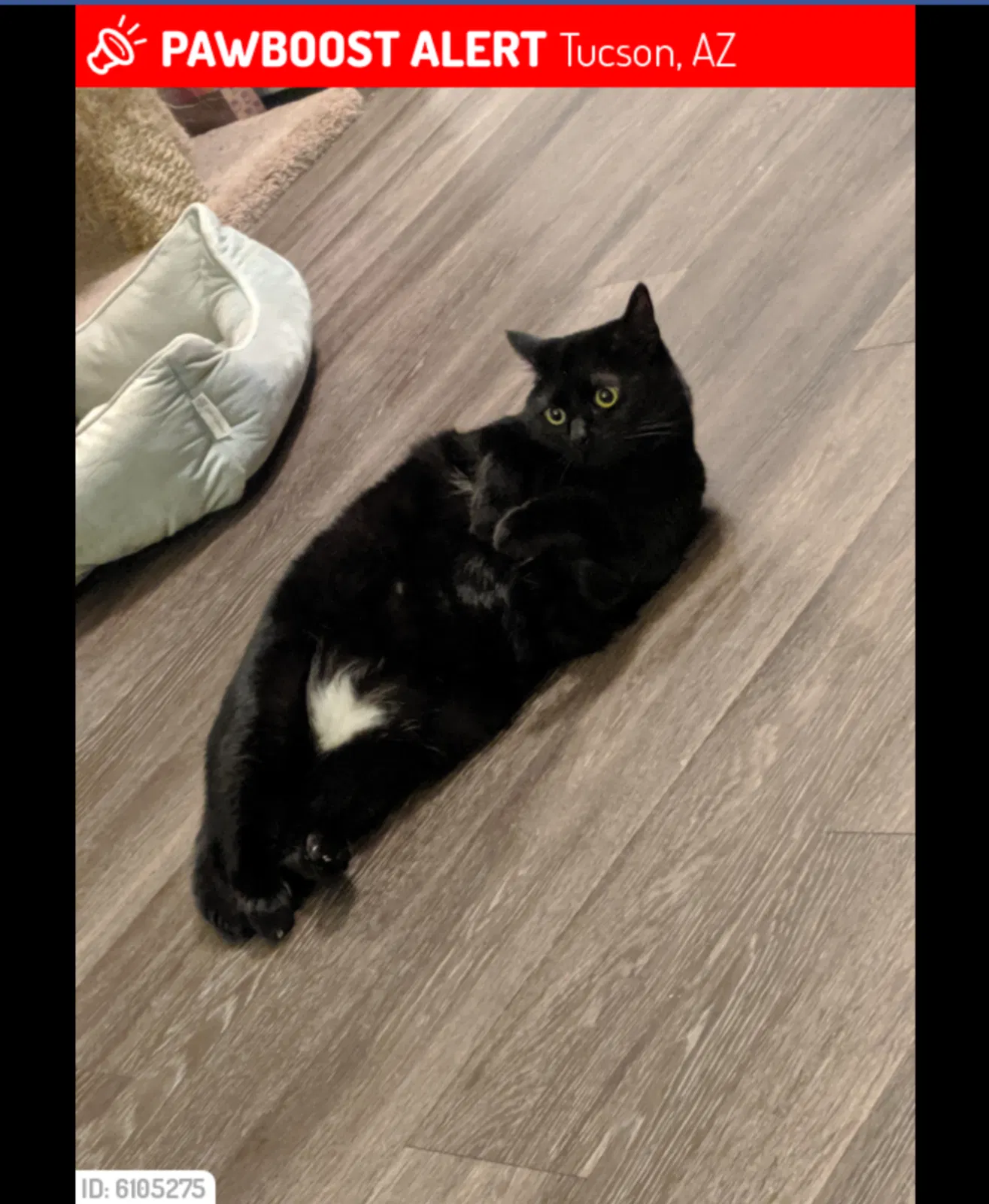 Lost cat in Tucson, AZ, 85741