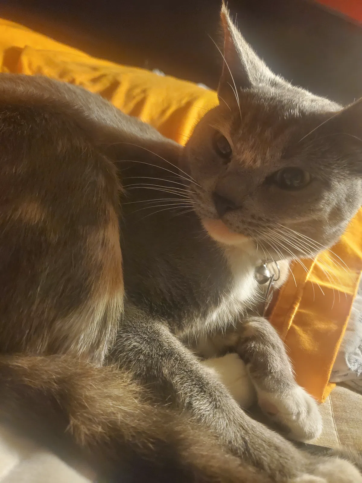 Lost cat in Santa Ana, CA, 92701