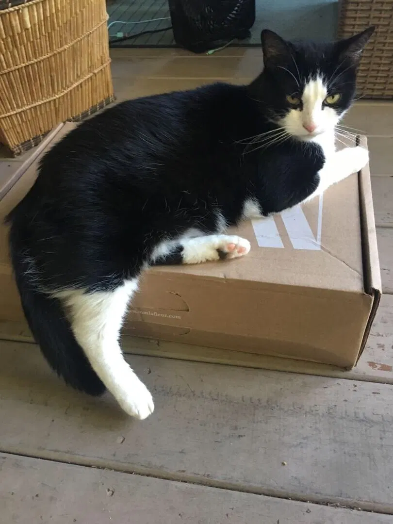 Lost cat in Chapel Hill, NC, 27516