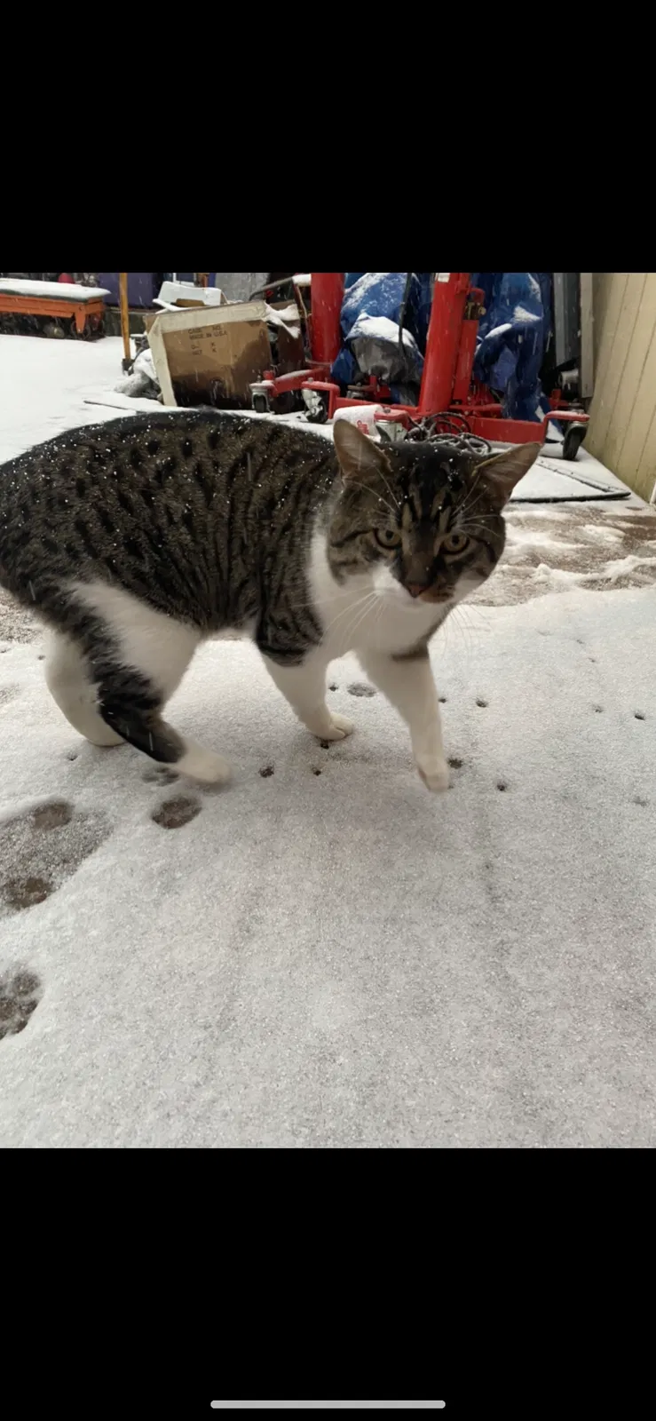Lost cat in Seattle, WA, 98178