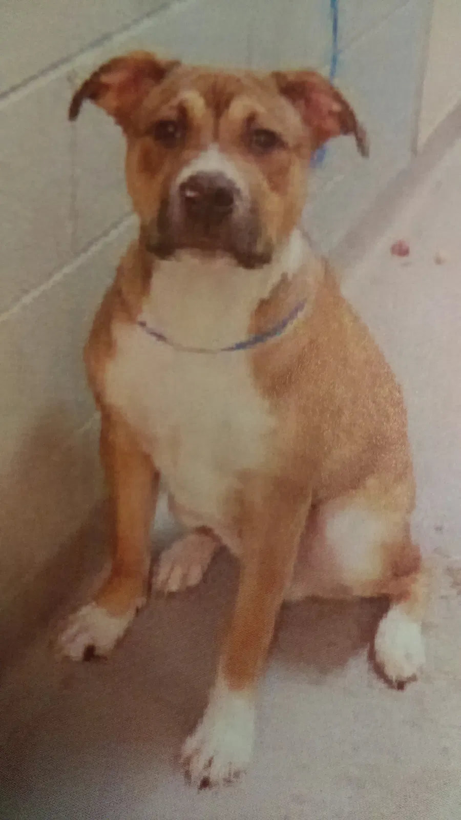 Lost dog in Tacoma, WA, 98404