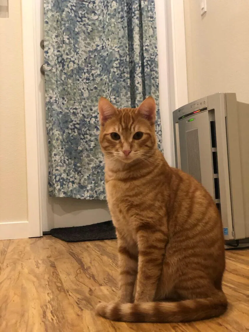 Lost cat in Fremont, CA, 94538