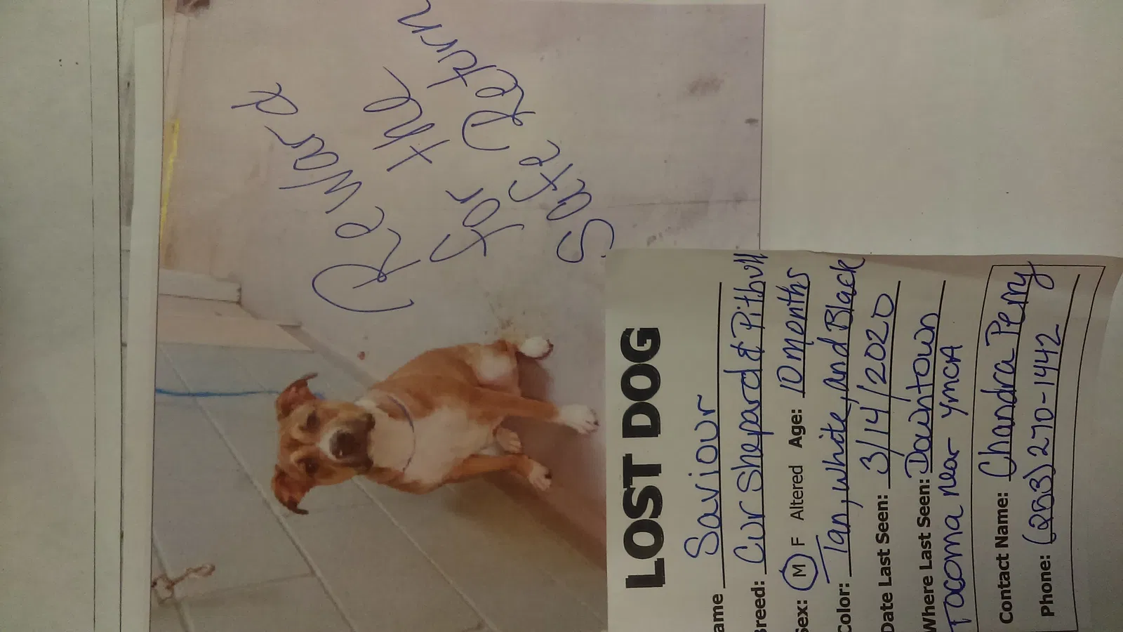 Lost dog in Tacoma, WA, 98404
