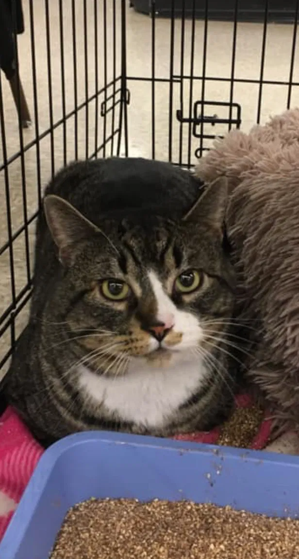 Lost cat in Portland, OR, 97202