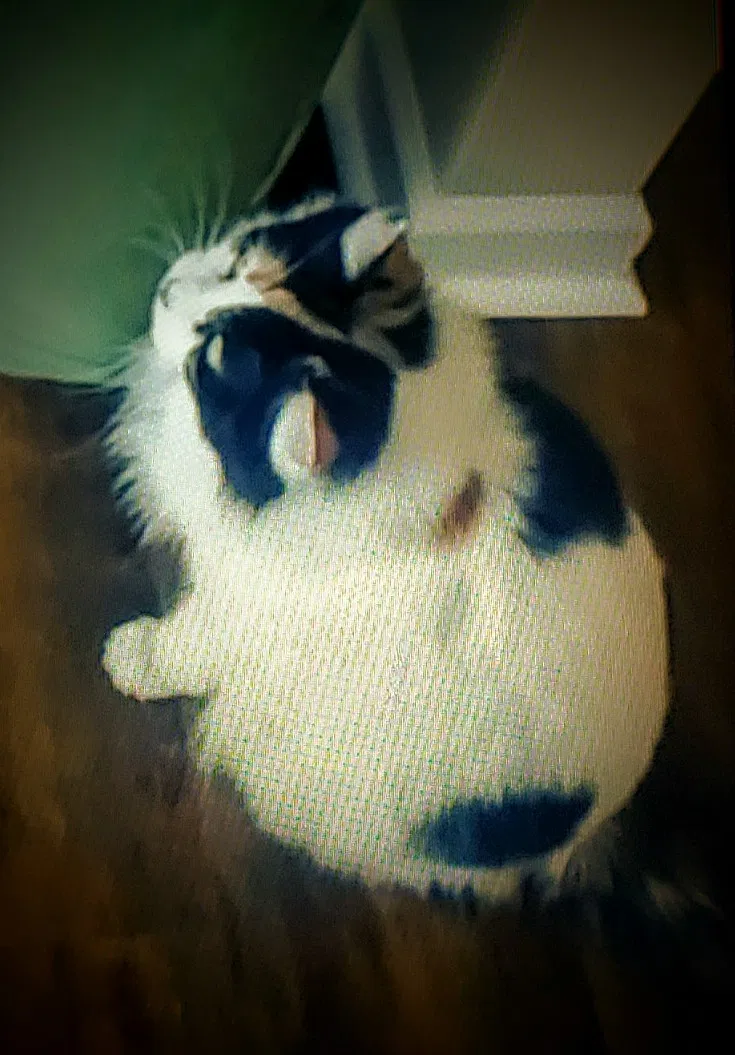 Lost cat in Oregon, OH, 43616
