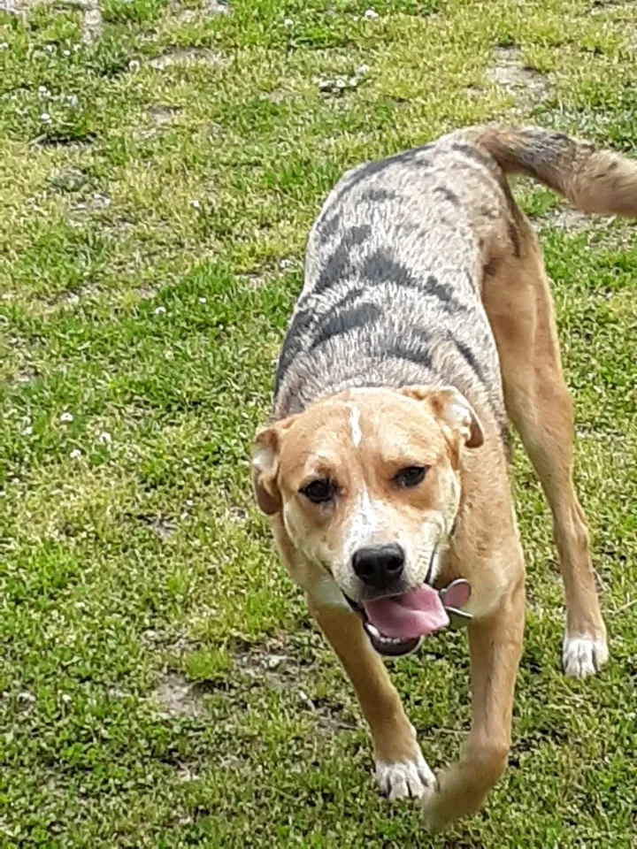 Lost dog in Hendersonville, NC, 28739