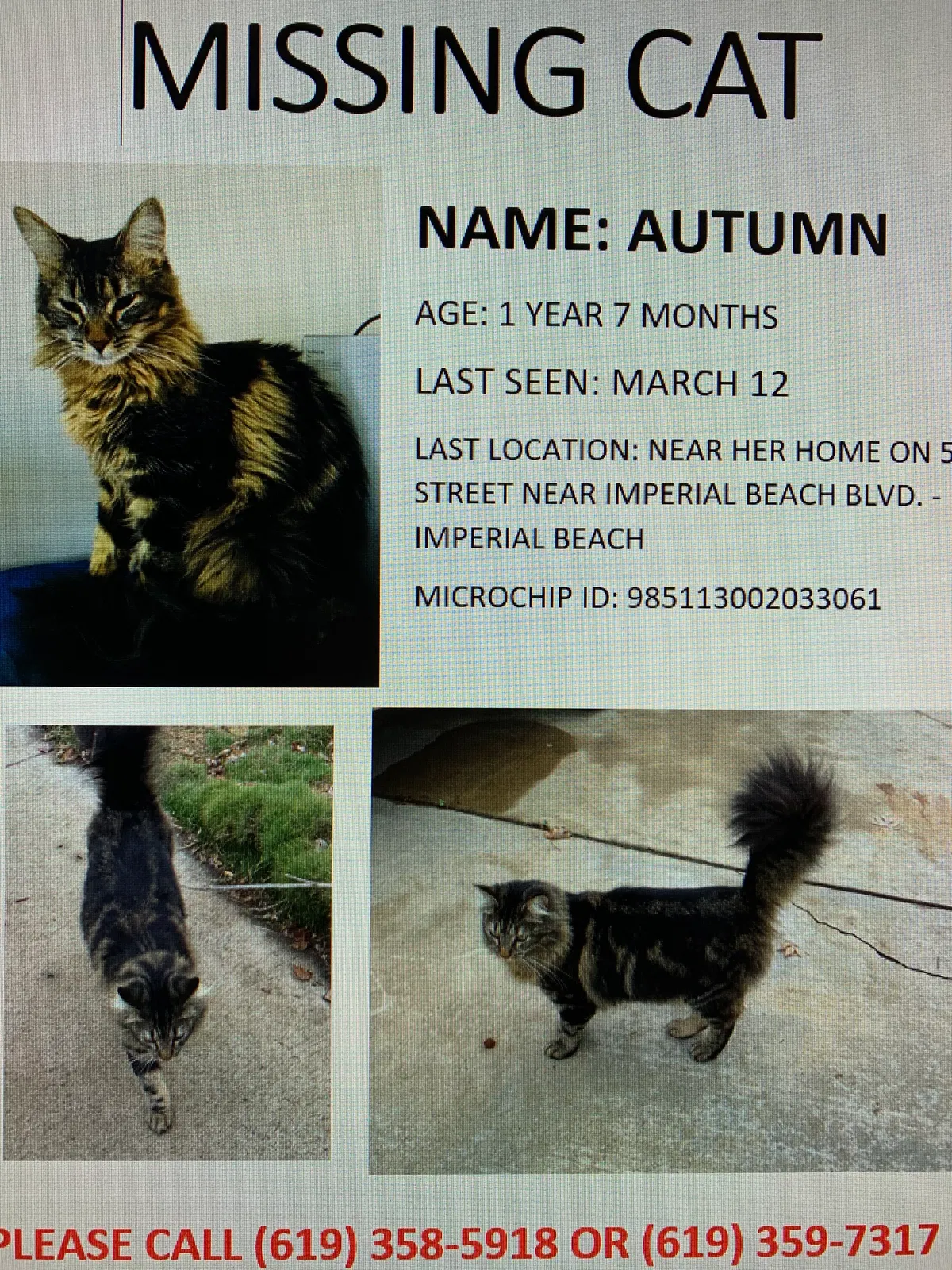 Lost cat in Imperial Beach, CA, 91932