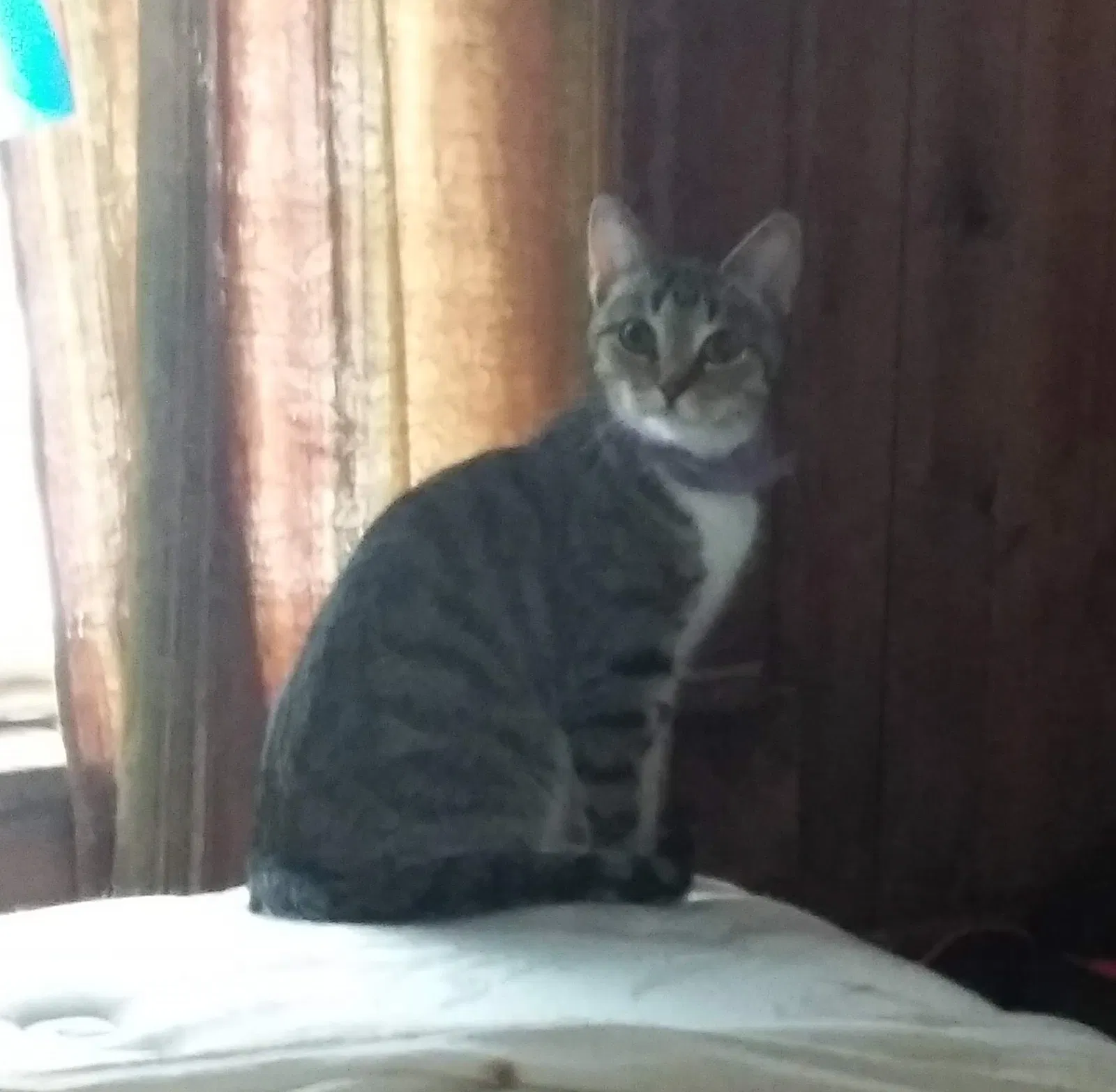 Lost cat in Louisville, OH, 44641