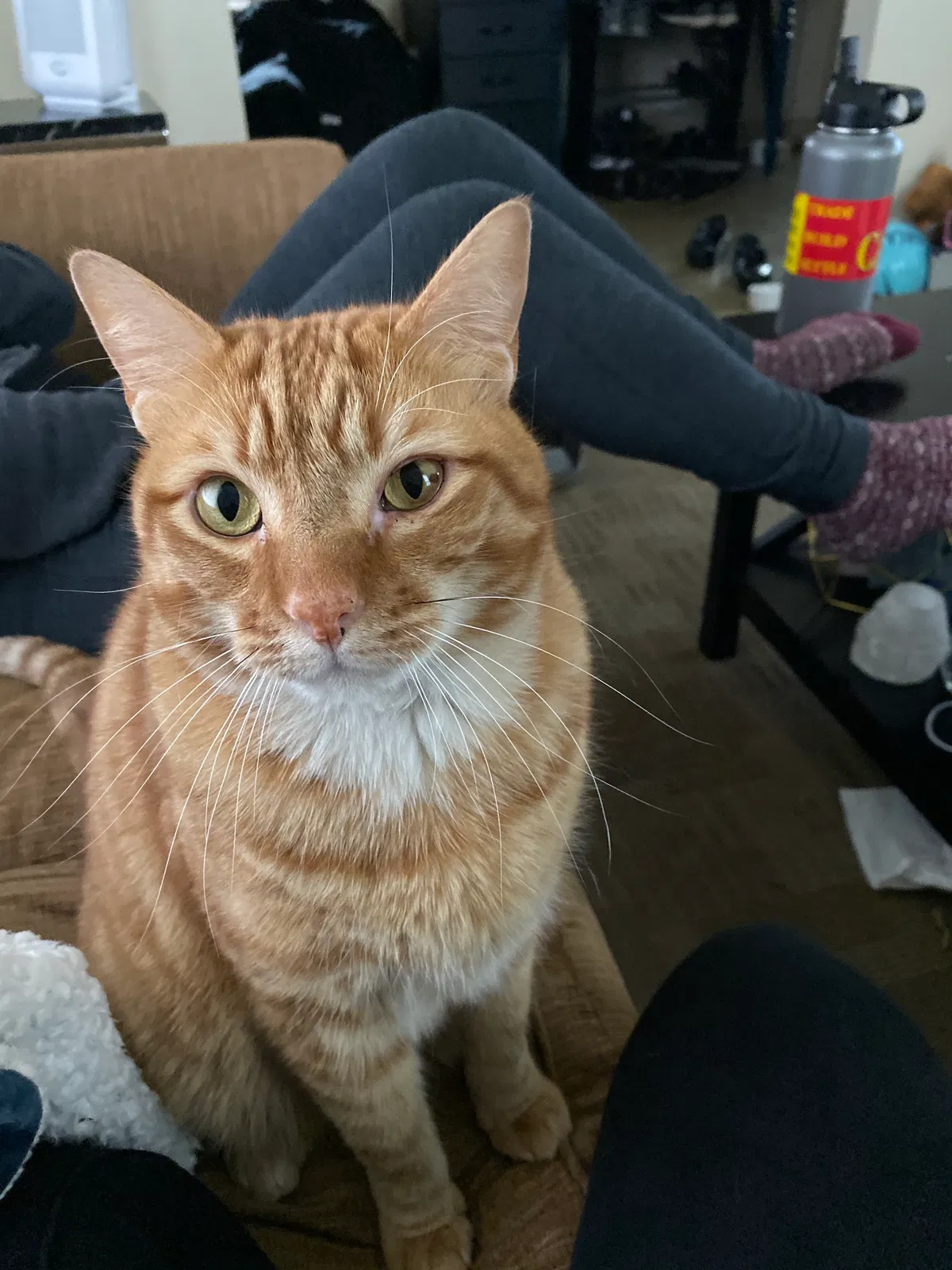 Lost cat in Portland, OR, 97211