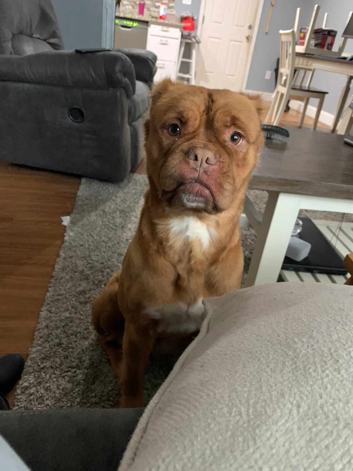 Lost dog in Liberty, SC, 29657