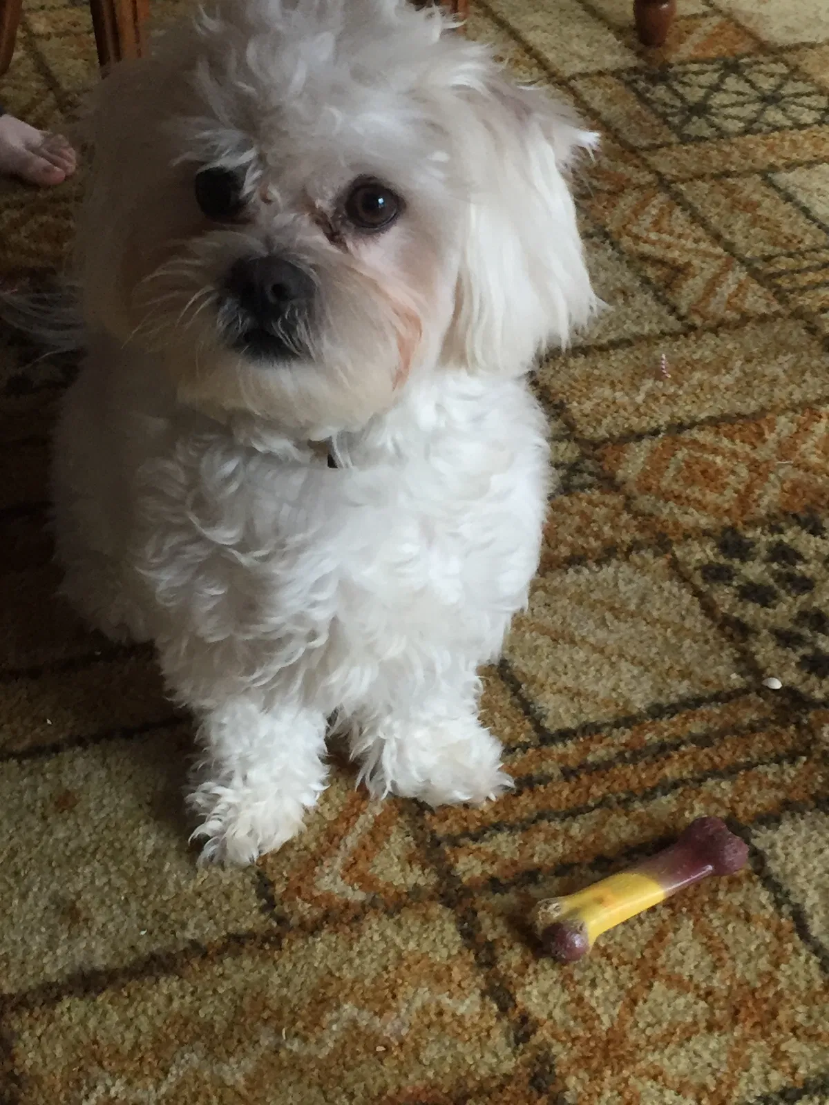 Lost dog in Prior Lake, MN, 55372