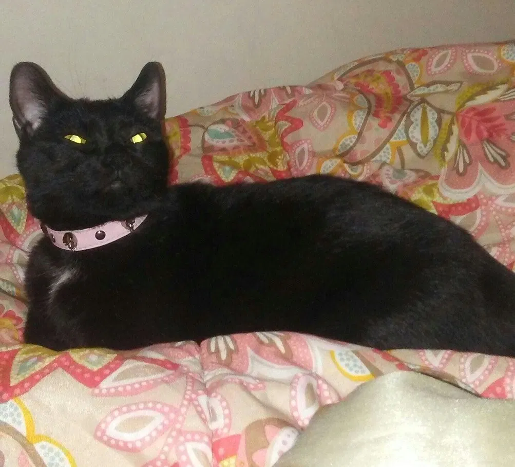 Lost cat in Milwaukee, WI, 53204