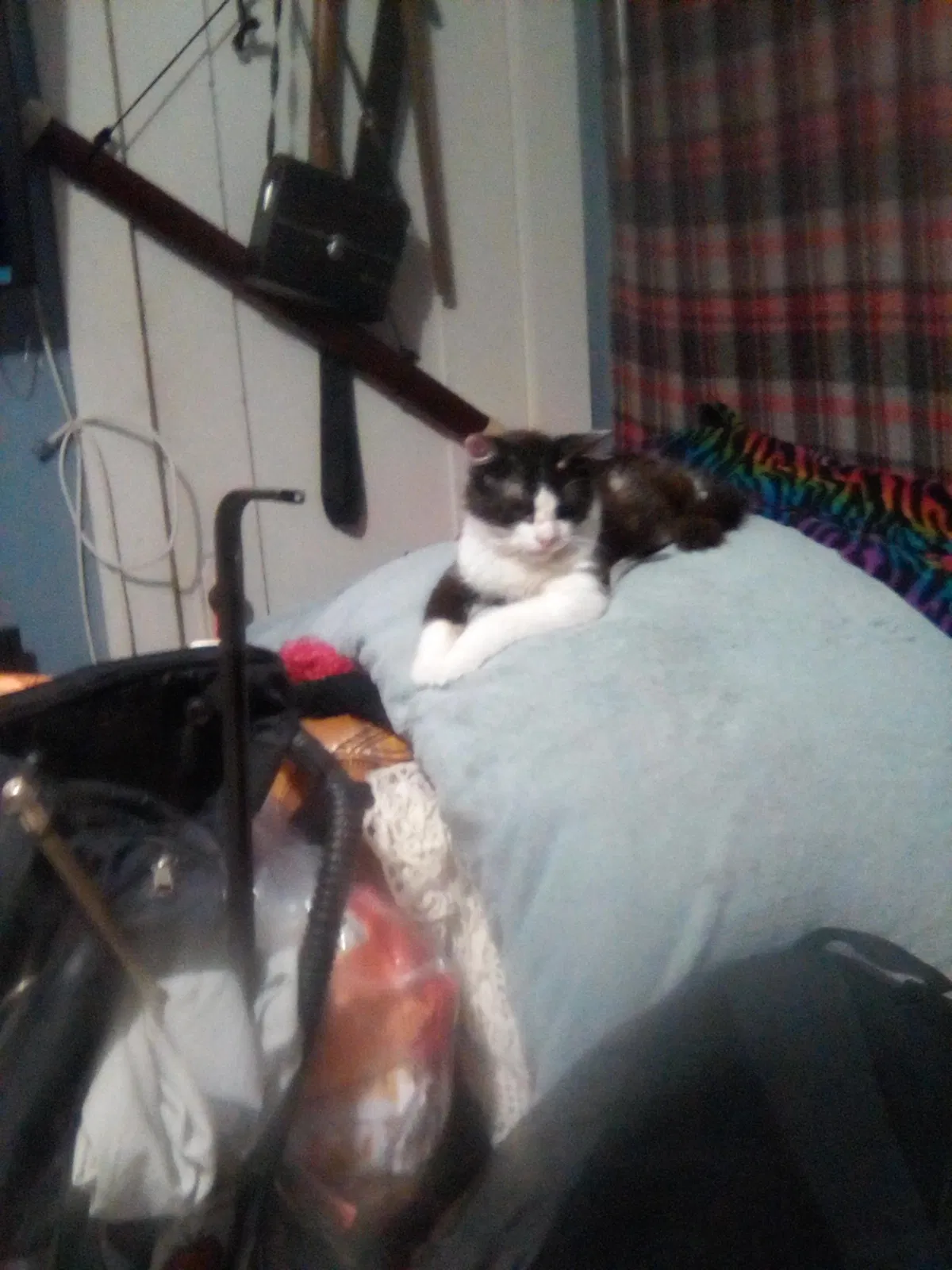 Lost cat in Santa Ana, CA, 92707