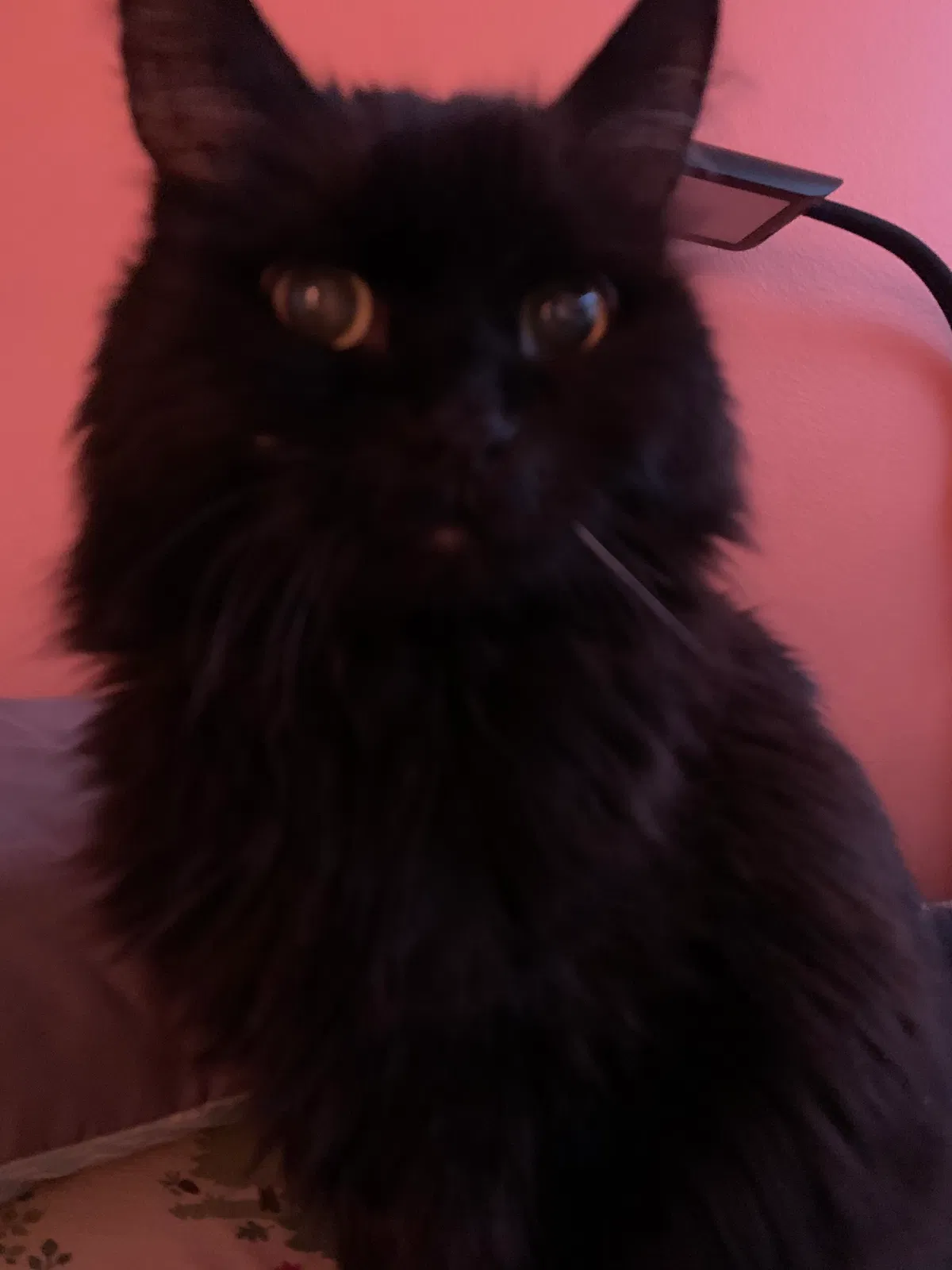 Lost cat in Irvine, CA, 92606