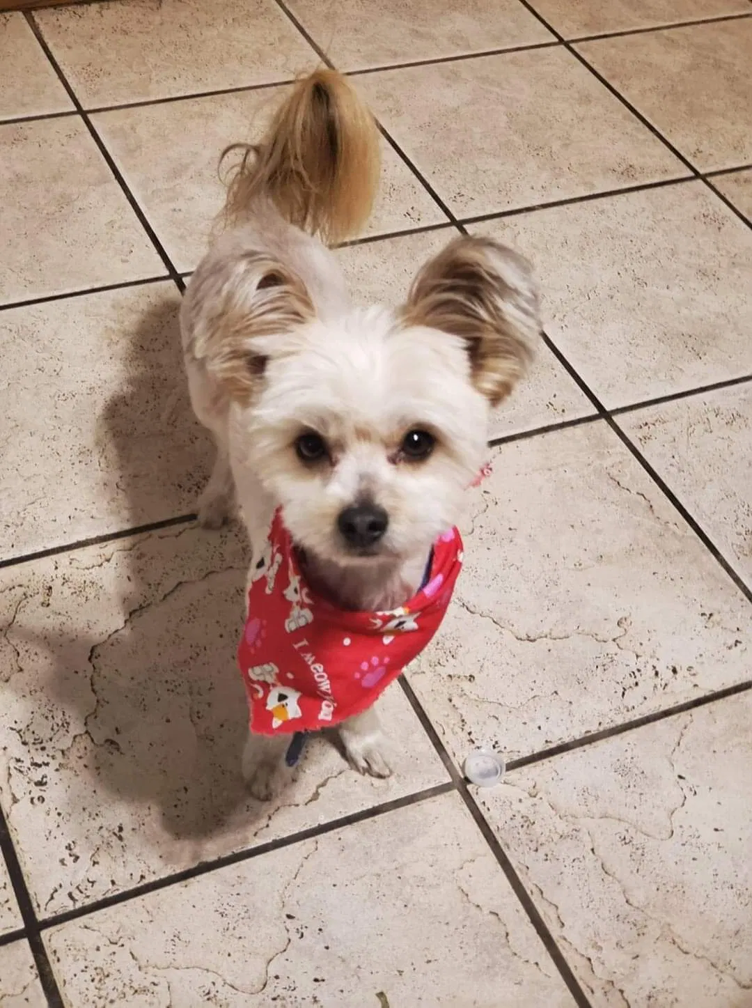 Lost dog in Glendale, AZ, 85301