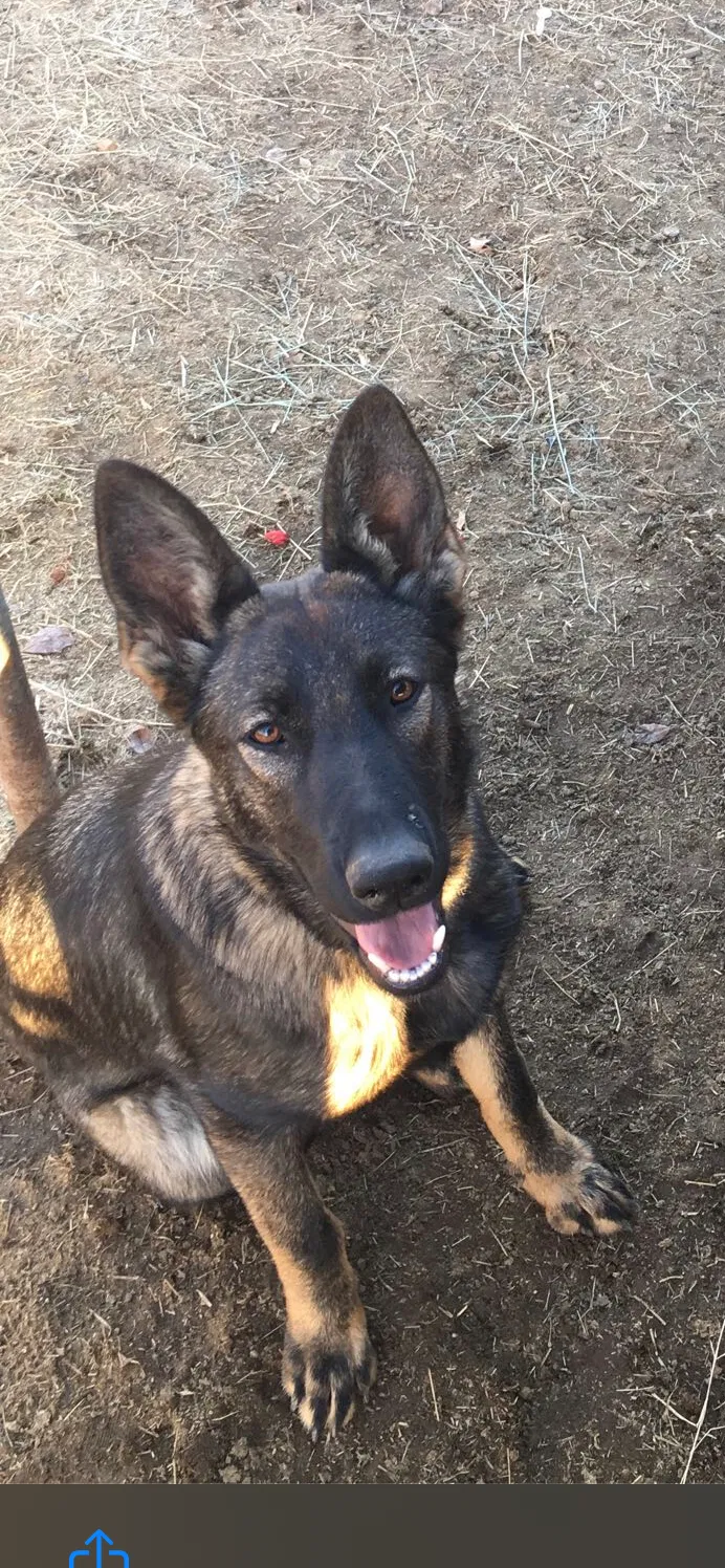 Lost dog in Yucaipa, CA, 92399
