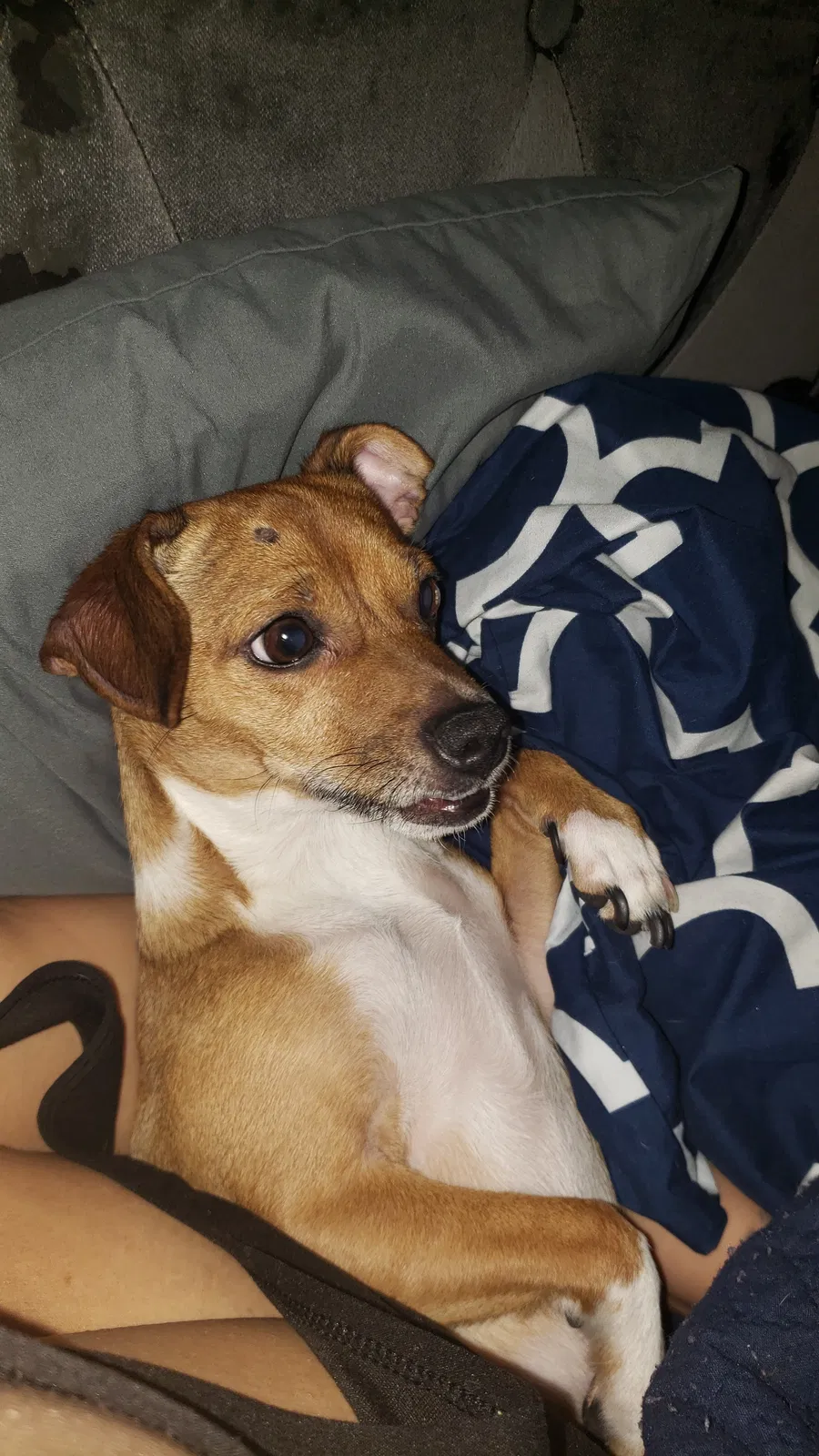 Lost dog in Chicago, IL, 60617