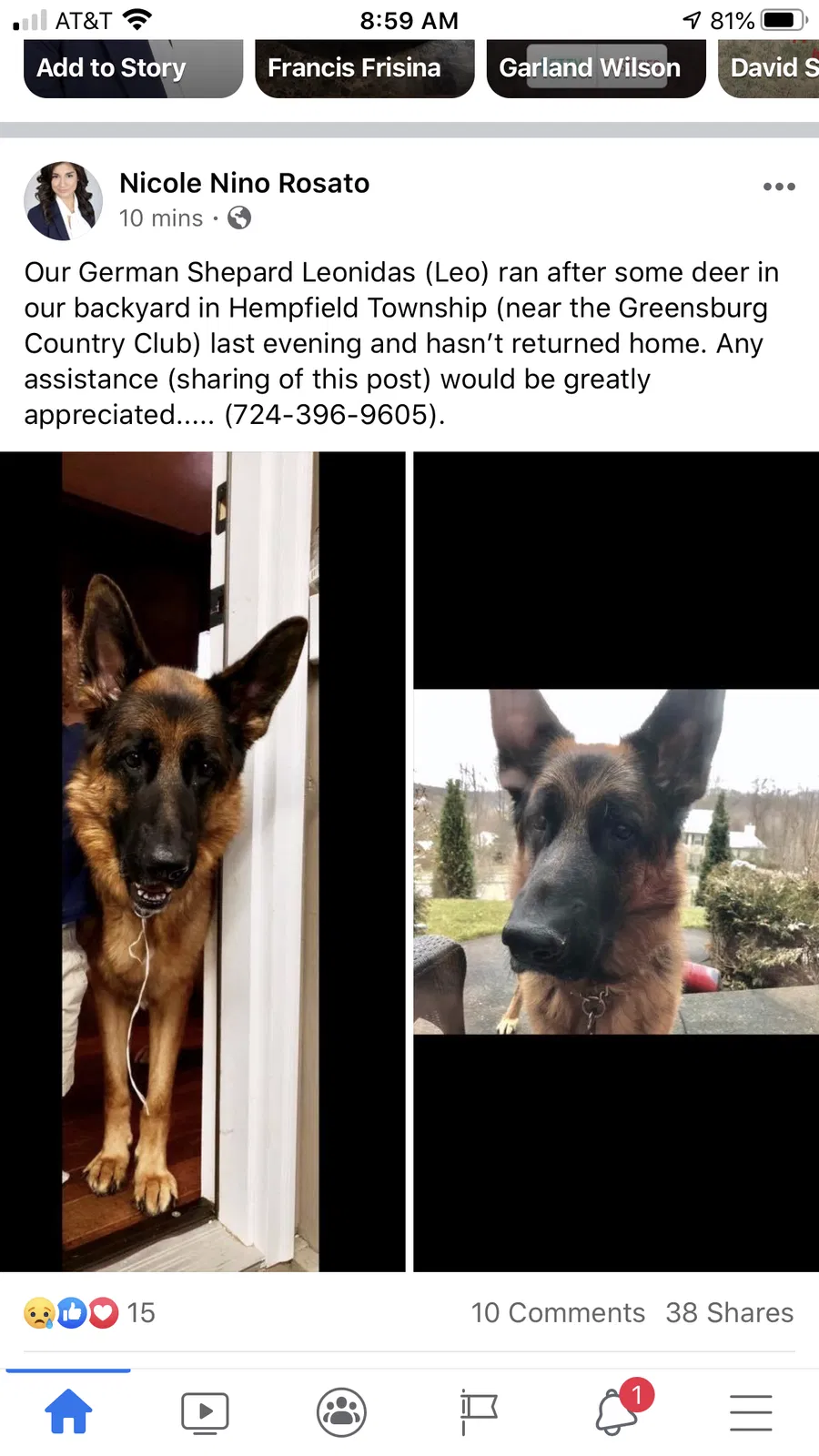Lost dog in Jeannette, PA, 15644