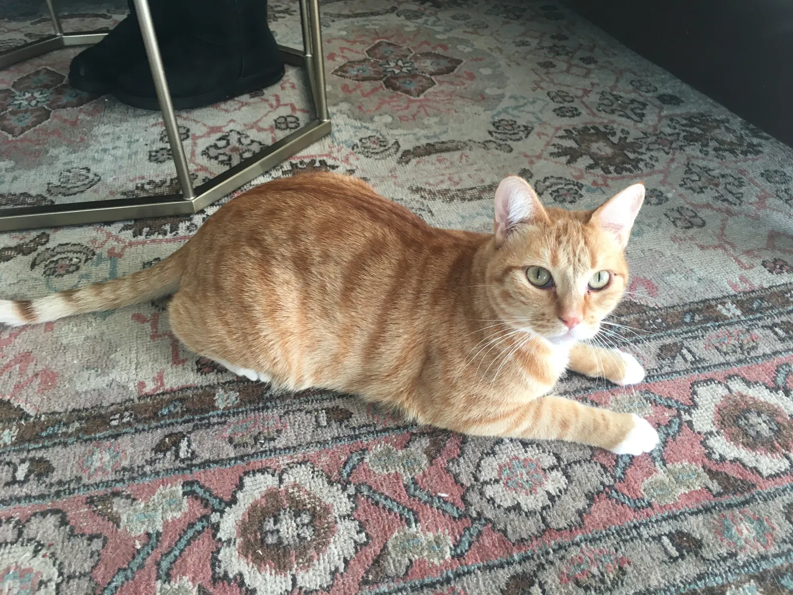 Lost cat in Santee, CA, 92071