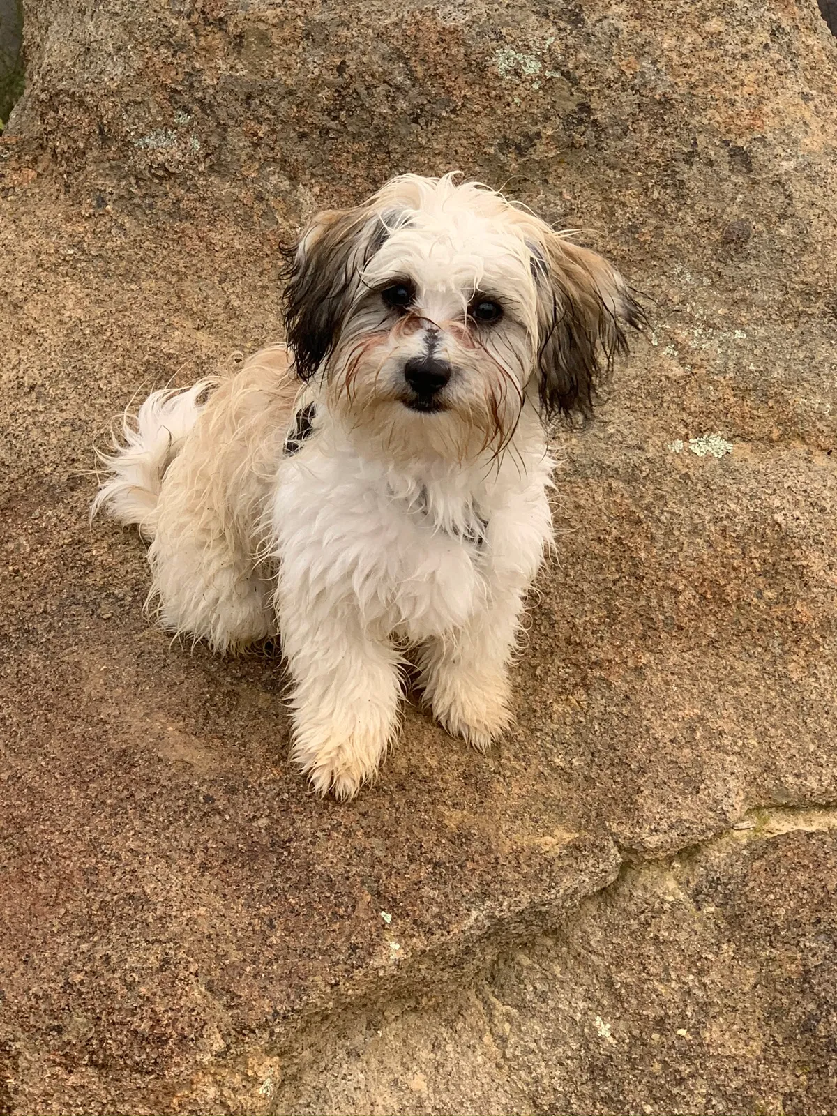 Lost dog in Poway, CA, 92064