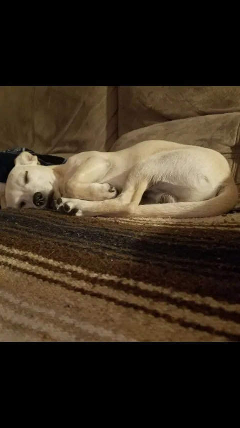 Lost dog in Golden, CO, 80401