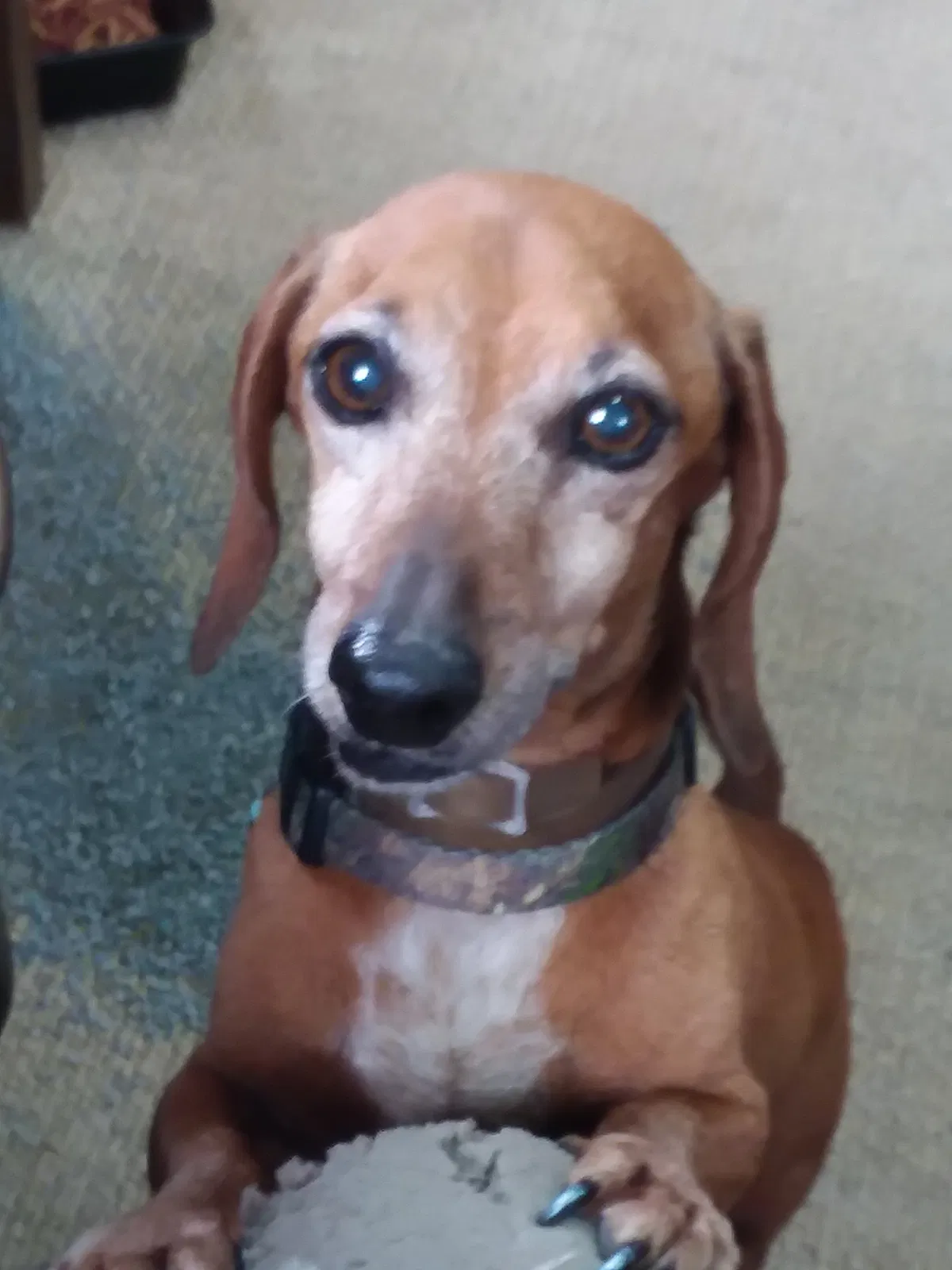 Lost dog in Austin, TX, 78753