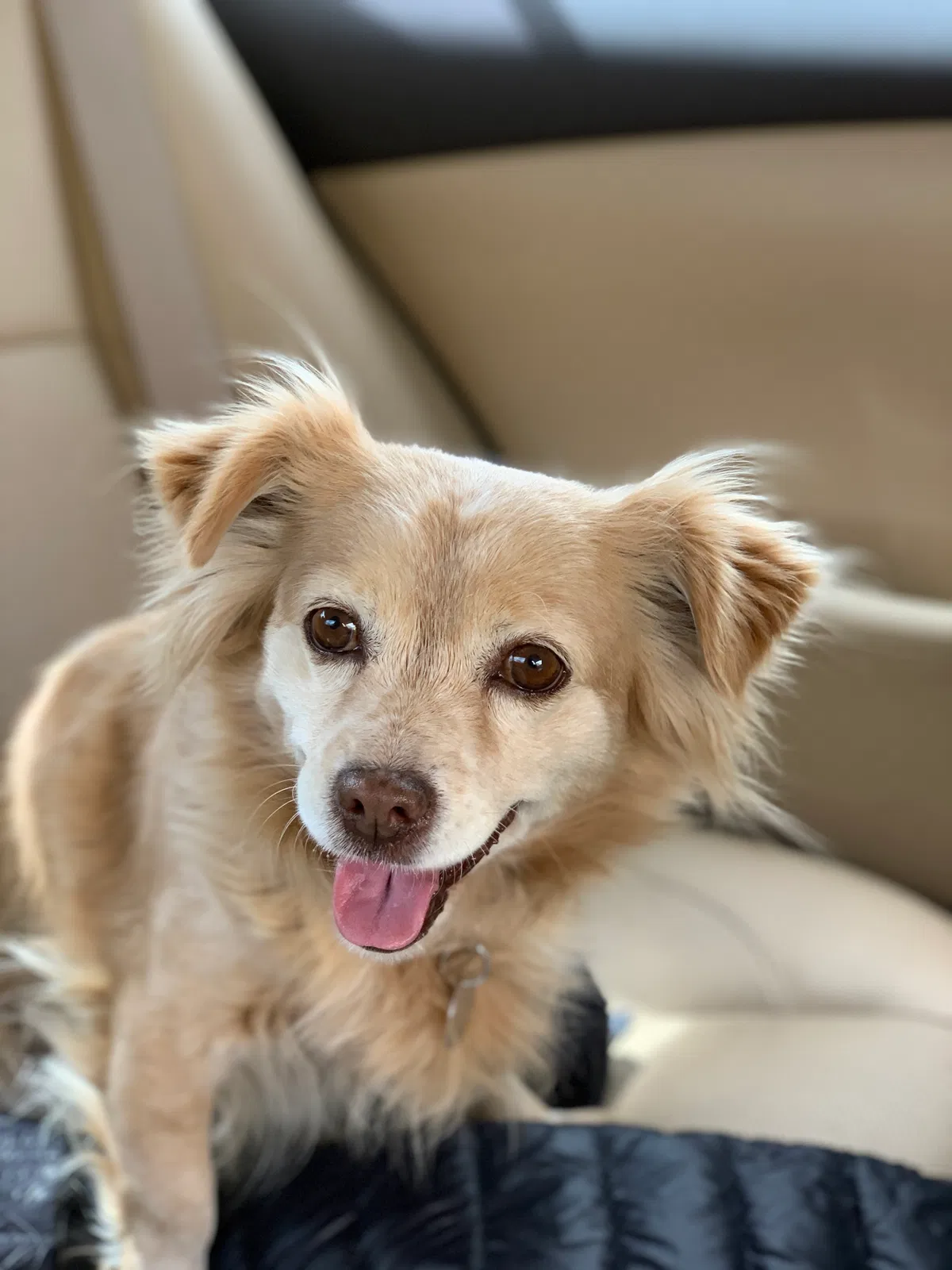 Lost dog in Phoenix, AZ, 85017