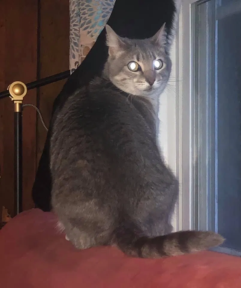 Lost cat in Chesapeake, VA, 23322