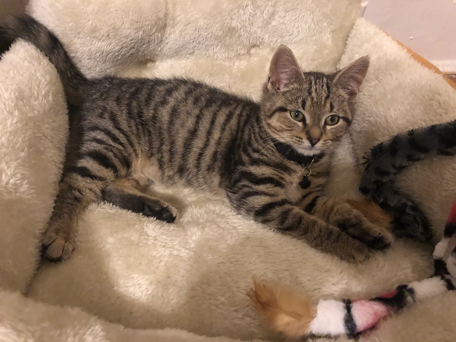 Lost cat in Gwynn Oak, MD, 21207