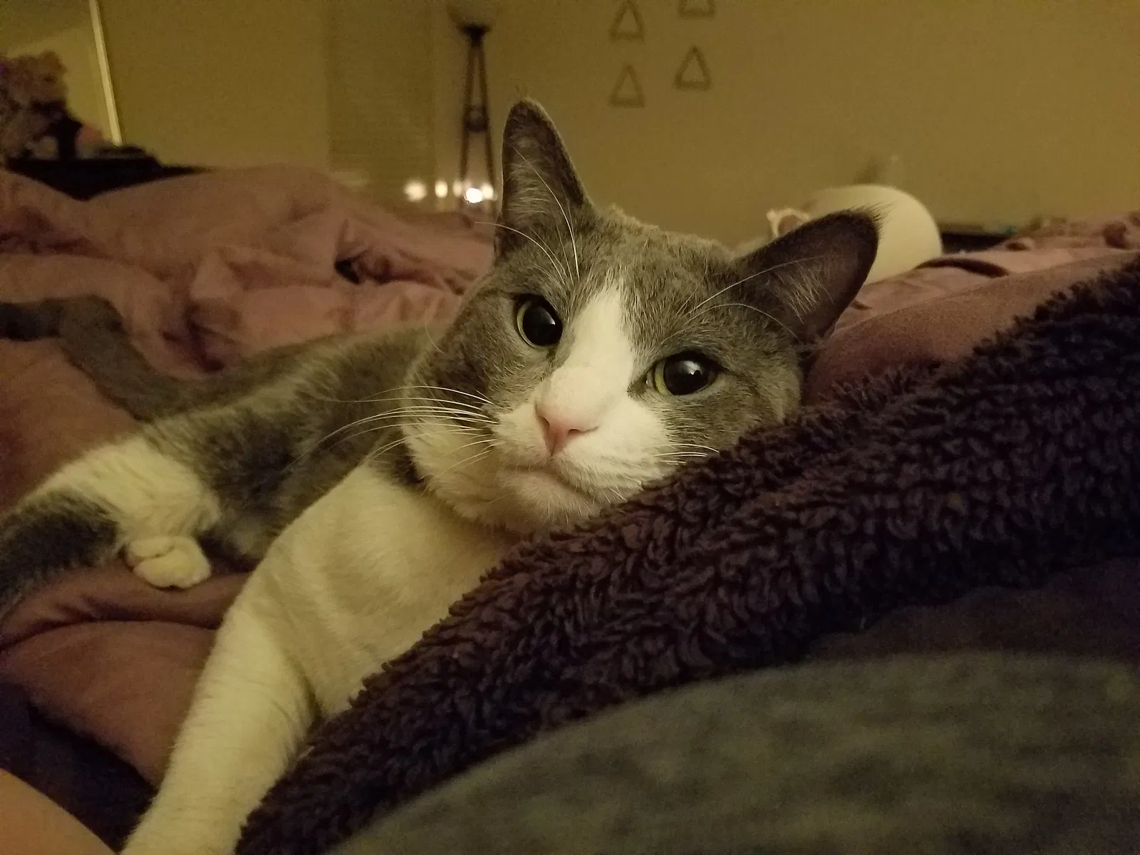 Lost cat in Queen Creek, AZ, 85142
