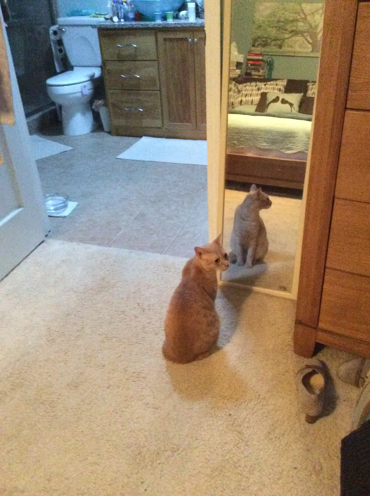 Lost cat in Lilburn, GA, 30047