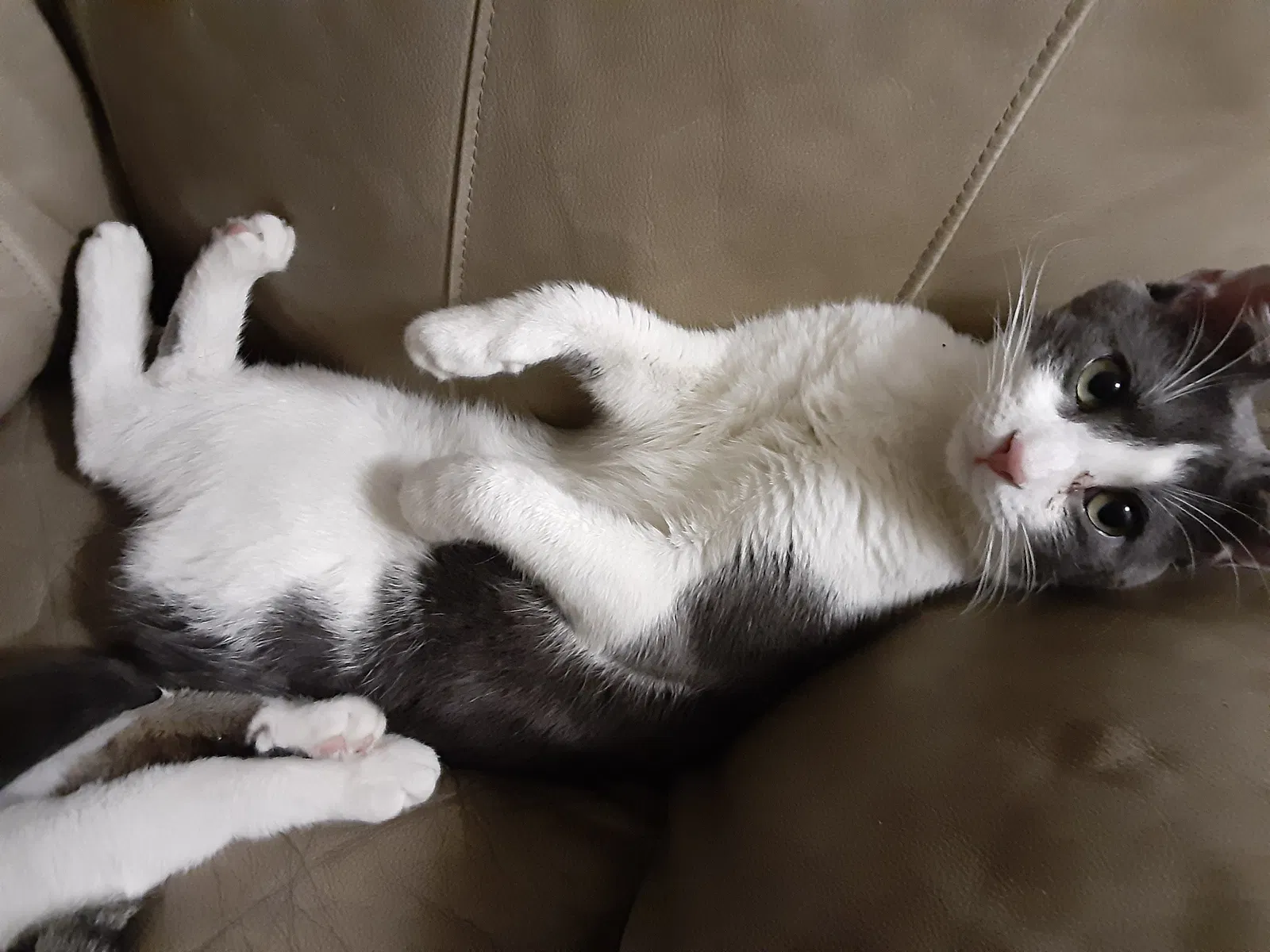 Lost cat in Fort Lauderdale, FL, 33305